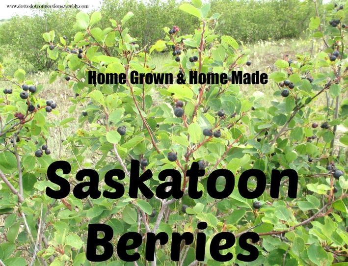 Saskatoons: Home Grown & Home Made series from Dot-to-Dot Connections