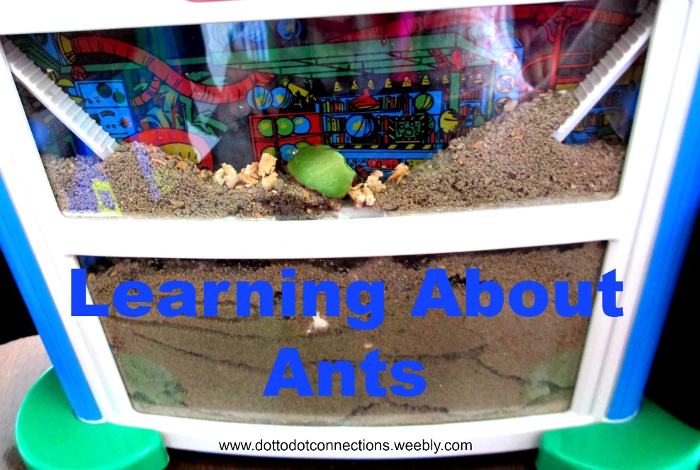 Learning About Ants from Dot-to-Dot Connections